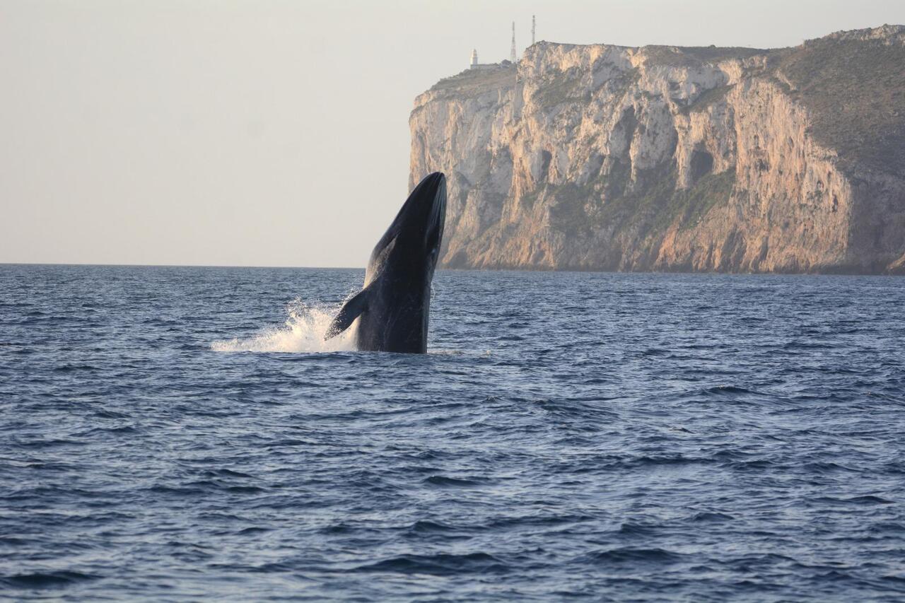 ballena rorcual en la Costa de Denia, Reserva Marina del Cabo de San Antonio